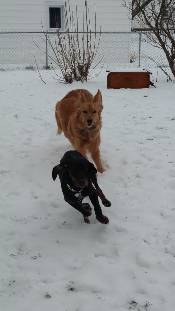 Auntie Sara's Pampered Pets - pet boarding facility in Williamson, NY