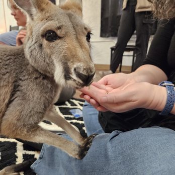 The Kangaroo Ranch - Petting Zoos Near Me - Wheat Ridge, Colorado