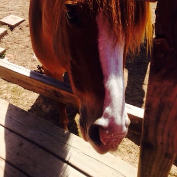 Habitat For Horses - Hey there! - Animal Shelters Near Me - Alvin, Texas Habitat For Horses - Hey there! - Animal Shelters Near Me - Alvin, Texas