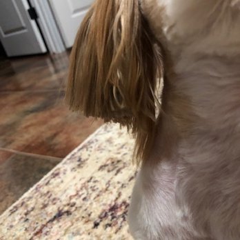 PetSmart - Pet Groomers Near Me - San Antonio, Texas
