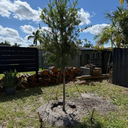Arbor Treez