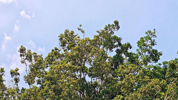 Palenque Temple of Inscriptions by null