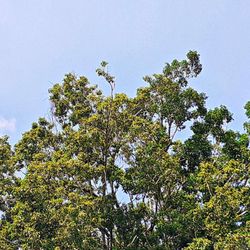 Palenque - Tucan Suchbild (04/2025)