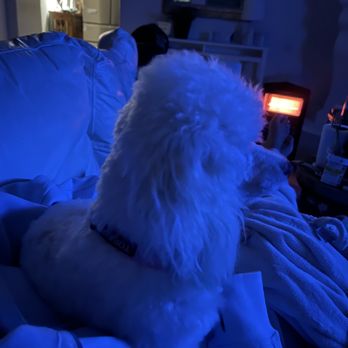 Spot Pet Salon & Wash - Pet Groomers Near Me - Prosper, Texas Spot Pet Salon & Wash - Pet Groomers Near Me - Prosper, Texas
