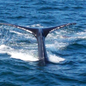Capt Bill & Sons Whale Watch - 8/26/18. 2pm tour. Phone camera. - Boat Charters Near Me - Gloucester, Massachusetts
