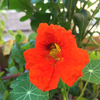 Mottley Kitchen - Flowers on the roof - Cafes Near Me - Bronx, New York