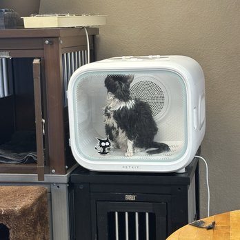 Catastrophe Cat Grooming - Baby Grogu checking out this new dryer box after her warm bath - Pet Groomers Near Me - Livermore, California