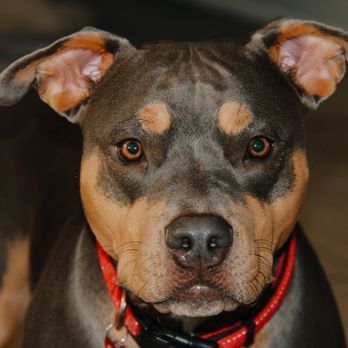 Heel Yeah K9 Training - Pet Training Near Me Heel Yeah K9 Training - Pet Training Near Me