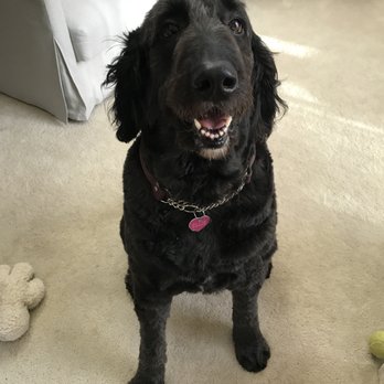 Saving All Critters - Pet Sitting Near Me Saving All Critters - Pet Sitting Near Me