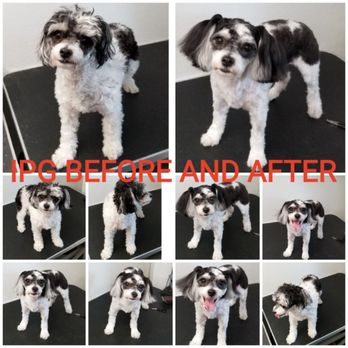 Ideal Pet Grooming - Ideal Pet Grooming "where your pets are treated like royalty"
Where change happens...... - Pet Groomers Near Me - Rosharon, Texas