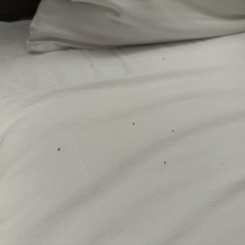 Silver Cloud Hotel Tacoma Point Ruston Waterfront - Bed bug - Hotels Near Me - Tacoma, Washington