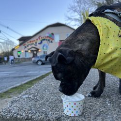 Dairy Swirl