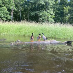 Fawn River Kayak Guide and Rental - Duck bar
