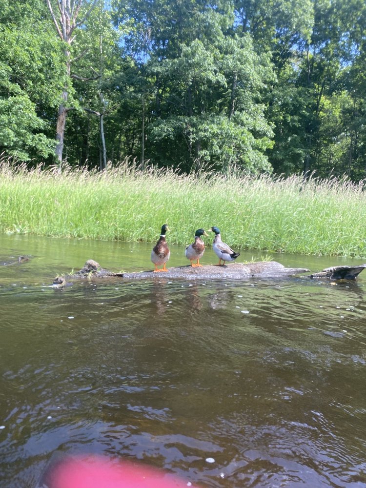 FAWN RIVER KAYAK GUIDE AND RENTAL 30749 Fawn River Rd, Sturgis