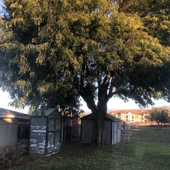 Ayala's Tree Service - Before - Tree Services Near Me Ayala's Tree Service - Before - Tree Services Near Me