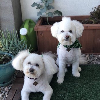 Puff & Fluff Grooming - Uptown - Pet Groomers Near Me - Phoenix, Arizona Puff & Fluff Grooming - Uptown - Pet Groomers Near Me - Phoenix, Arizona