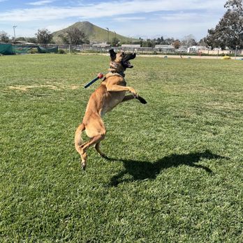 Hope Dog Training - Belgian Melinois - Pet Training Near Me - Norco, California
