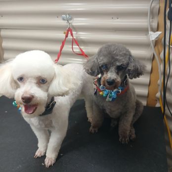 Hershey Pershey's Mobile Dog Grooming - Pet Groomers Near Me Hershey Pershey's Mobile Dog Grooming - Pet Groomers Near Me