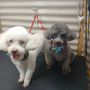 Photo of Hershey Pershey's Mobile Dog Grooming
