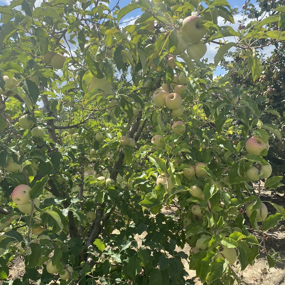 Windy Hill Orchard & Cidery - Apple Tree - Cideries Near Me - York, South Carolina Windy Hill Orchard & Cidery - Apple Tree - Cideries Near Me - York, South Carolina