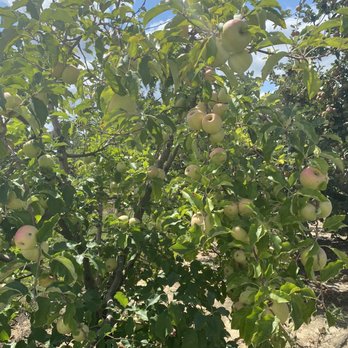 Windy Hill Orchard & Cidery - Apple Tree - Cideries Near Me - York, South Carolina Windy Hill Orchard & Cidery - Apple Tree - Cideries Near Me - York, South Carolina