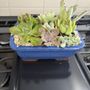The House of Plants
