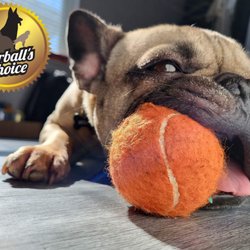 Furball's Choice