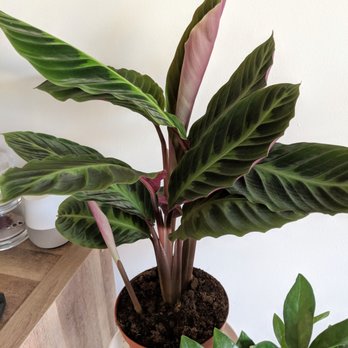 Rainbow - Calathea Warscewiczii - Nurseries & Gardening Near Me - Rosemead, California
