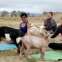 Photo of Goat Yoga