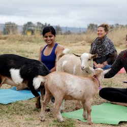 Goat Yoga - Goat Yoga