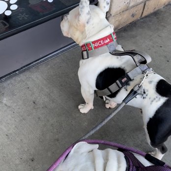 MercaDog - Excited - Pet Groomers Near Me - Chino, California MercaDog - Excited - Pet Groomers Near Me - Chino, California