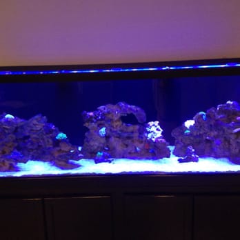 Top Shelf Aquatics - A Topshelf setup from Topshelf aquatics ! - Local Fish Stores Near Me - Winter Park, Florida Top Shelf Aquatics - A Topshelf setup from Topshelf aquatics ! - Local Fish Stores Near Me - Winter Park, Florida