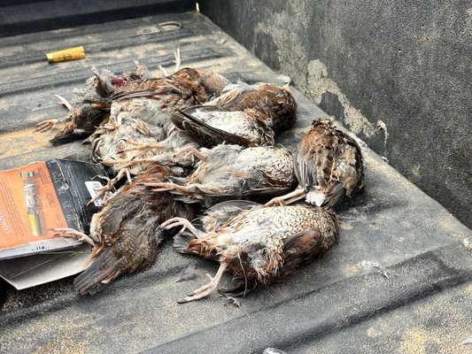 Covey Rise Lodge by null