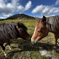 Grayson Highlands State Park - 2 horses kissing