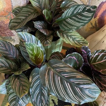 Seaside Gardens - Nurseries & Gardening Near Me - Carpinteria, California
