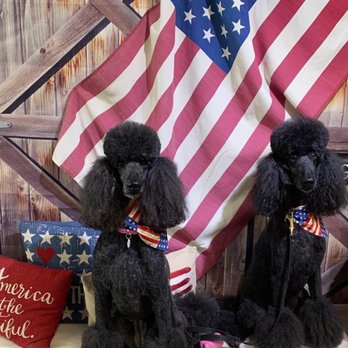 Dog Gone Crazy - Nattie and Birdie celebrating both another holiday and a great haircut. - Pet Groomers Near Me - Bakersfield, California
