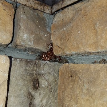 Armor Pest Control - Pest Control Near Me - Dowagiac, Michigan Armor Pest Control - Pest Control Near Me - Dowagiac, Michigan