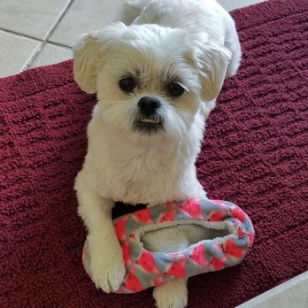 Venice Animal Clinic - Muffin - Veterinarians Near Me - Venice, Florida Venice Animal Clinic - Muffin - Veterinarians Near Me - Venice, Florida