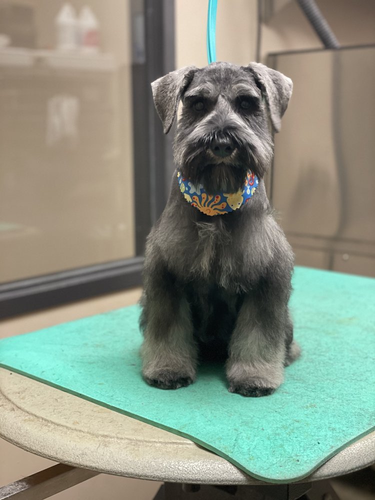 VIP DOG GROOMING Updated June 2024 28 Photos 2253 Woodale Ave