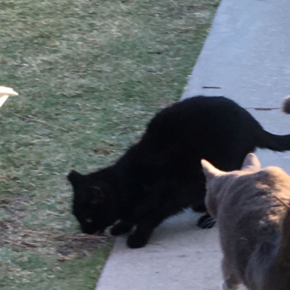 A-One Energy Source - Cerseigh the chimney cat. Yes, she was black before the trip down the chimney too. - Chimney Sweeps Near Me