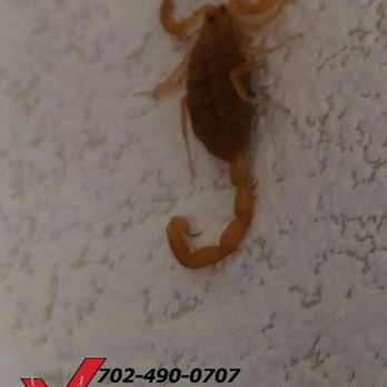 Extreme Pest Control - Bark scorpion, the most commonly found scorpion in the valley. - Pest Control Near Me - Las Vegas, Nevada Extreme Pest Control - Bark scorpion, the most commonly found scorpion in the valley. - Pest Control Near Me - Las Vegas, Nevada