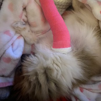 Tanasbourne Veterinary Emergency - Veterinarians Near Me - Beaverton, Oregon Tanasbourne Veterinary Emergency - Veterinarians Near Me - Beaverton, Oregon