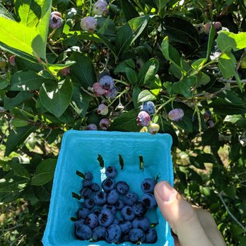 Pattys Berries and Bunches - Fruits & Veggies Near Me - Mattituck, New York Pattys Berries and Bunches - Fruits & Veggies Near Me - Mattituck, New York