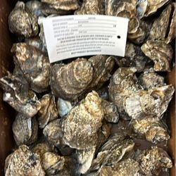 B & D Seafood - Live oysters...call ahead by Wednesday to order for weekend delivery.