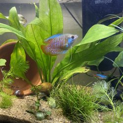 Henderson Pets - My Dwarf Gourami "Blue!! Love Him