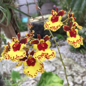 Naples Botanical Garden - One of many orchids in the orchid garden. - Botanical Gardens Near Me - Naples, Florida