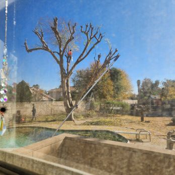Jimmys Tree Care - In the process of cutting - Tree Services Near Me