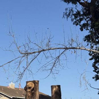 J.T.S Tree Expert, Inc - Day five - both trees are trimmed down to about 20 feet stump - Tree Services Near Me J.T.S Tree Expert, Inc - Day five - both trees are trimmed down to about 20 feet stump - Tree Services Near Me