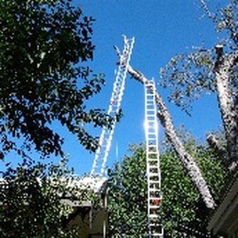 A+ Lumberjack Roy - Tree Services Near Me - San Marcos, Texas A+ Lumberjack Roy - Tree Services Near Me - San Marcos, Texas