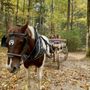 Photo of Cades Cove Campground Store and Bike Rental